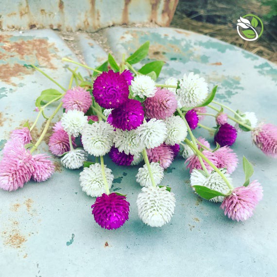 Hạt Giống Hoa Cúc Nút Áo Mix  PN-13 Phú Nông - Gói 0.5g - Strawberry Gomphrena