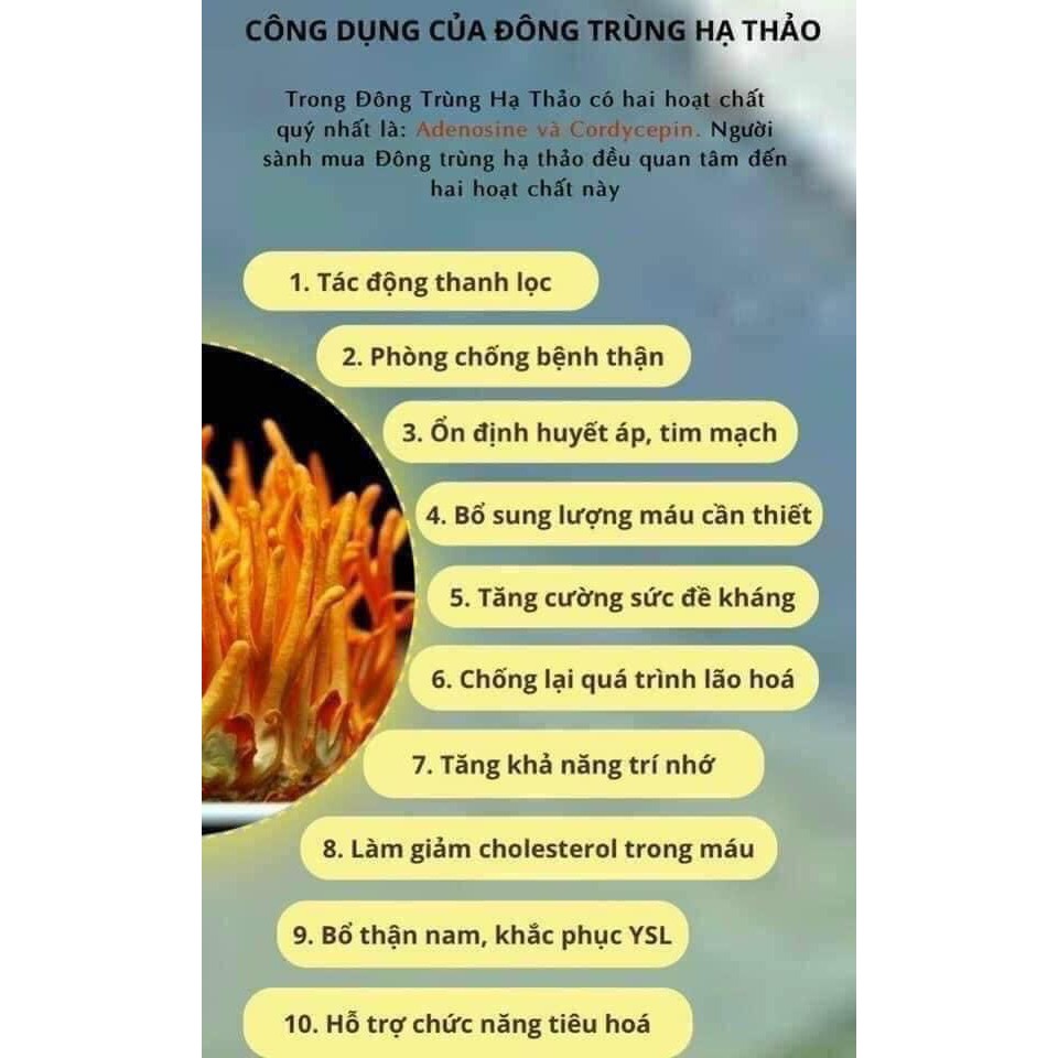 Đông trùng hạ thảo Hector viên nang hộp 30 viên