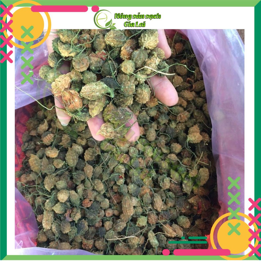 Cây khổ qua rừng hỗ trợ trị tiểu đường | BigBuy360 - bigbuy360.vn