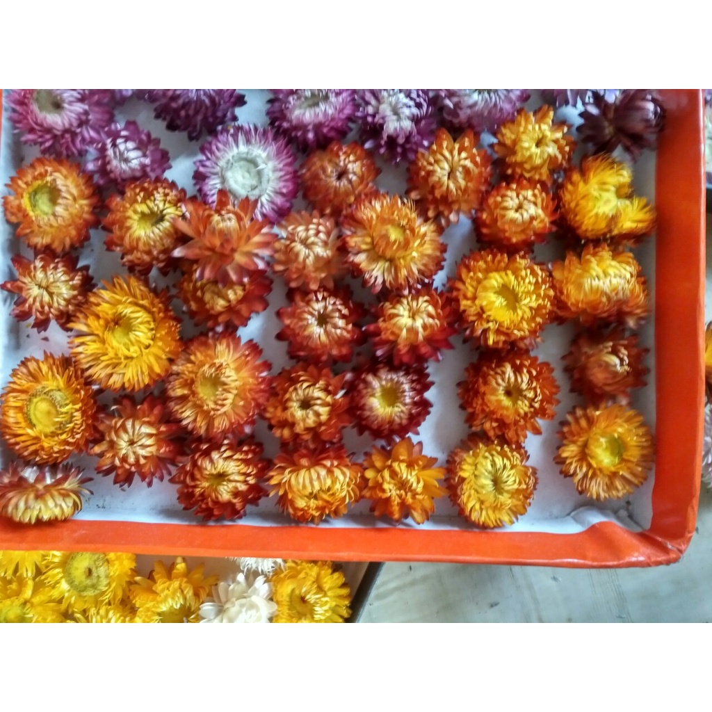 10 đầu bông Hoa cúc Bất tử khô Đà Lạt, nhiều size hoa, mix màu