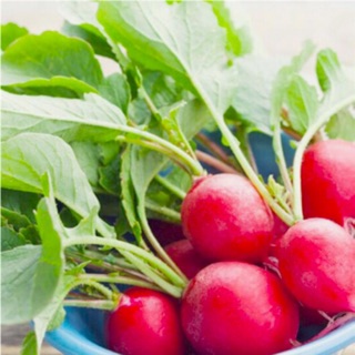 Hạt giống củ cải tròn màu đỏ (rất dễ trồng)