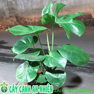 Cây Trầu Bà Lá Rách(trầu bà lá sẻ)