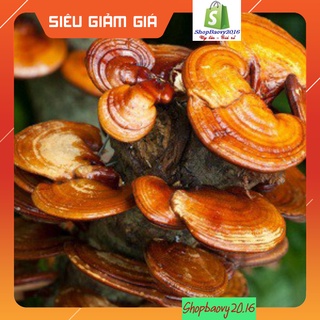 500gr Nấm linh chi rừng ★RẺ VÔ ĐỊCH★ Nấm Tây Bắc Chuẩn rừng tự nhiên