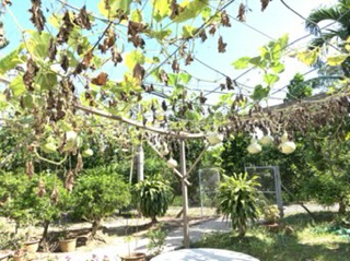 BẦU HỒ LÔ KHÔ