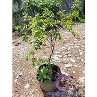 CÂY NHO THÂN GỖ CAO 60CM