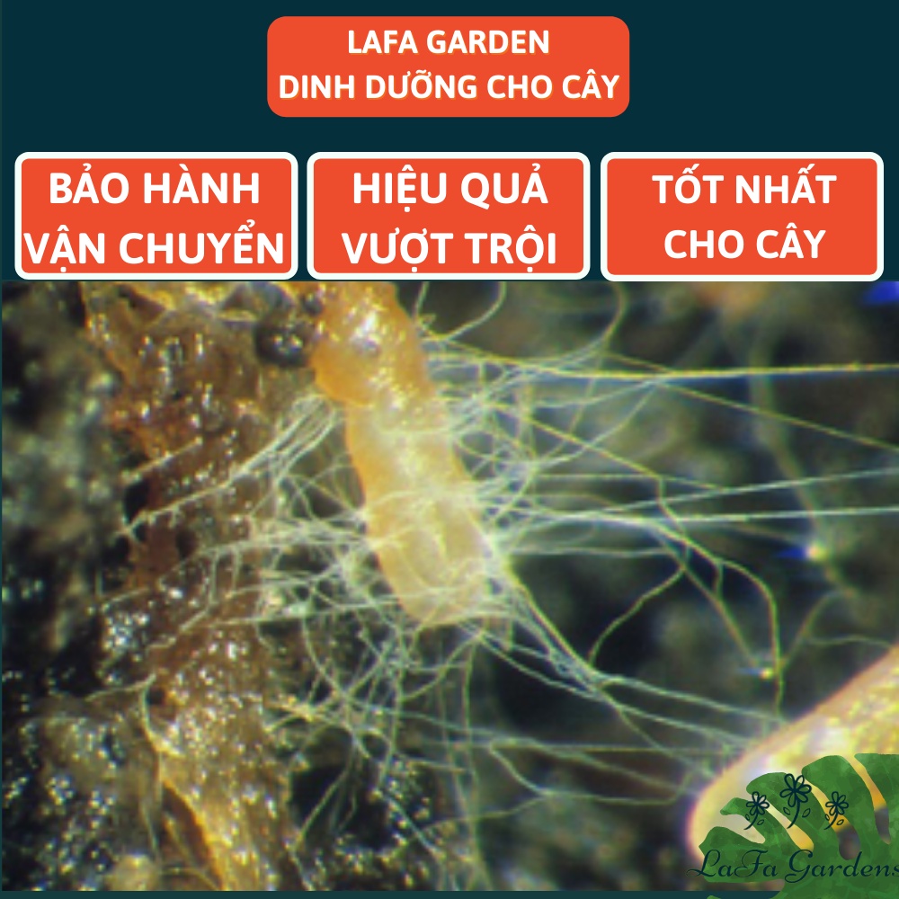 Nấm rễ cộng sinh mycorrhiza asir-fruit, viên nấm rễ sử dụng cho cây lâu năm có chứa những vi sinh vật có ích