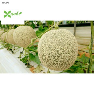 Hạt giống Dưa lưới F1 (Ruột cam, Siêu ngọt)