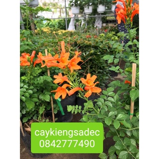 Caykiengsadec- Chùm ớt+tặng phân bón cho cây-hoa lá cây kiểng-