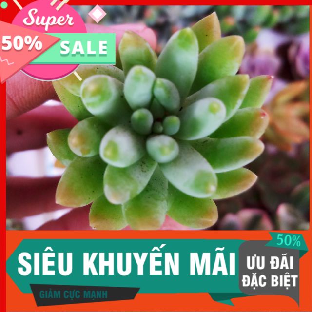 Sen chuỗi ngọc đứng vĩ