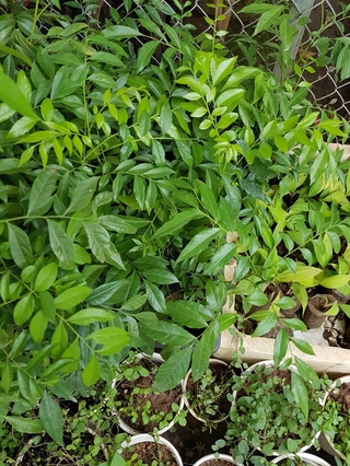 Combo 4 bầu cây móc mật đa tác dụng dễ trồng - Tặng cây giống lá dứa thơm