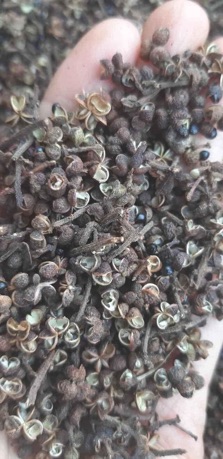 100 gam Mắc khén Lào cai