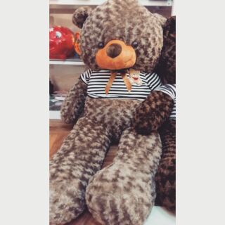 Gấu Teddy m4