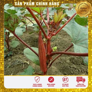 Hạt Giống Đậu Bắp Đỏ(5gr)
