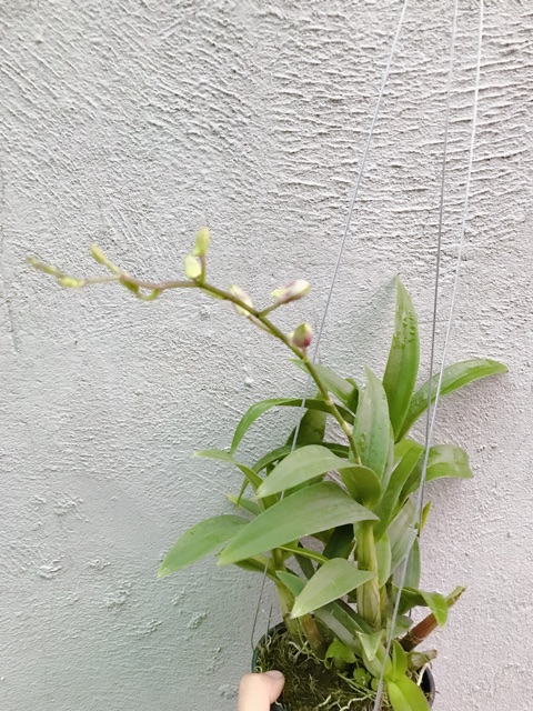 Hoa lan Yaya Mini chậu đang nụ