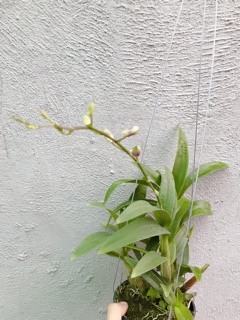 Hoa lan Yaya Mini chậu đang nụ