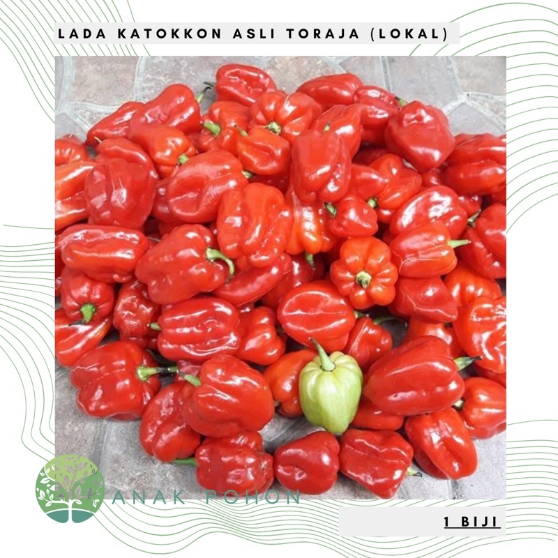 Hạt giống - Hạt ớt Katokkon 15H