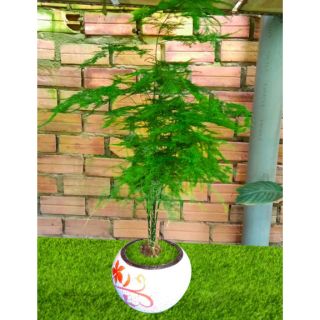 Cây Thủy tùng để bàn