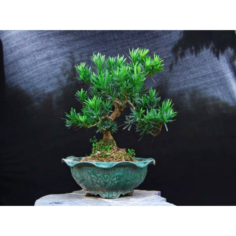 Cây tùng la háng bon sai, Cây Tùng la hán Bon Sai, cây đẹp, gốc cực đẹp, gửi đi nguyên chậu
