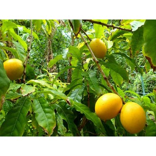 Cây Ghép Vú Sữa Hoàng Kim