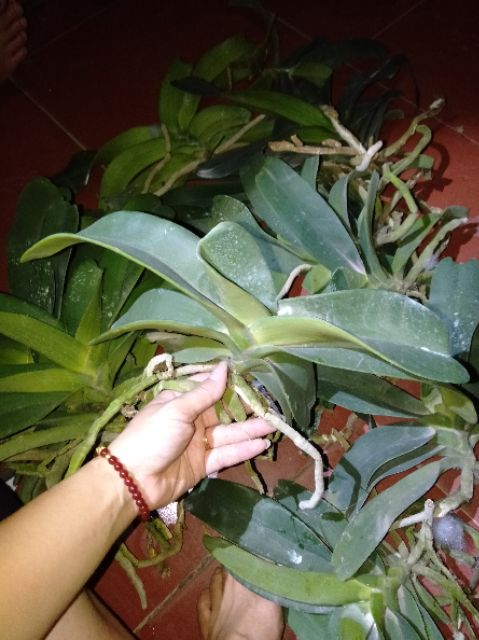 Hoa phong lan Đai châu lá mít bóc trụ (ngọc điểm) Tặng kèm túi dây phân dê