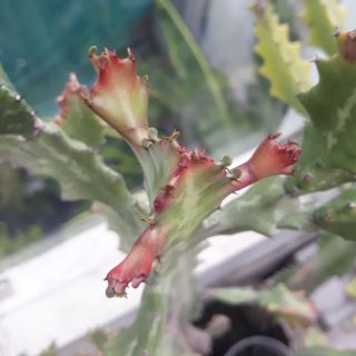 NHÁNH XƯƠNG RỒNG EUPHORBIA LACTEA CUTTING