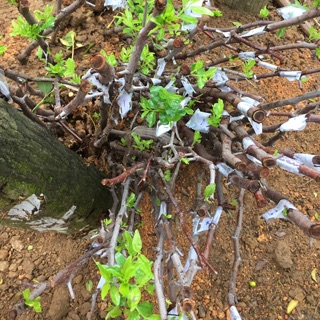 Cây giống hồng táo- Táo tàu- cây táo thuốc chuẩn giống 100%