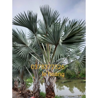 Kè bạc cây giống