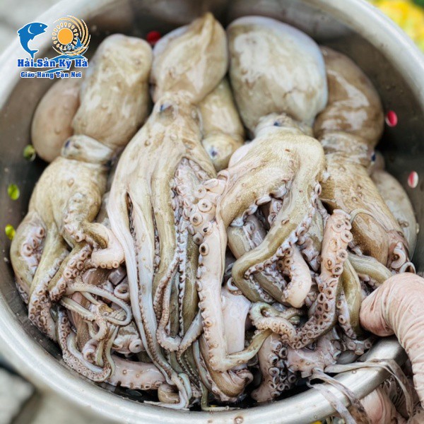 Giá Sỉ - Bạch Tuộc  - Q12