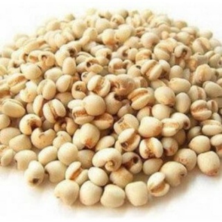 [ Shop Mới ] Y Dĩ Nếp Hạt To (Ý Dĩ Nhân, Hạt Bo Bo) - Bột Ý Dĩ