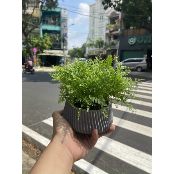 CÂY DƯƠNG XỈ MINI ĐỂ BÀN- CÂY PHONG THUỶ RẤT DỄ TRỒNG. TERARIUM