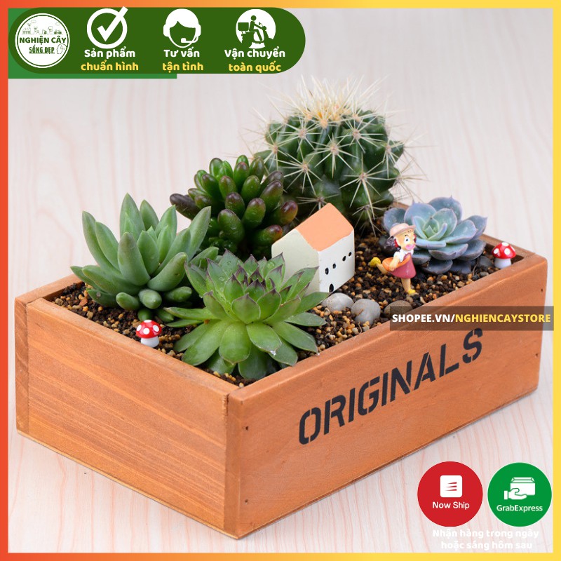 Chậu gỗ chữ nhật trồng cây, làm tiểu cảnh, trồng sen đá Originals