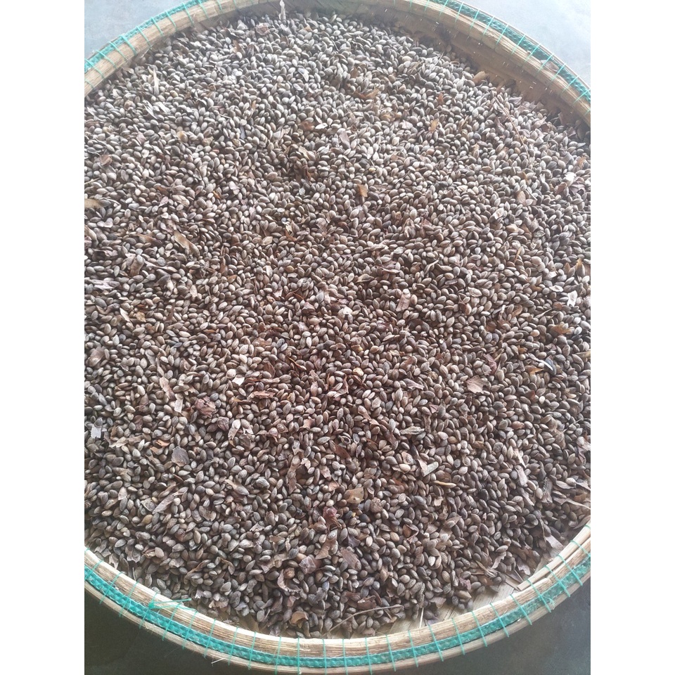 Hạt thông nhựa 2 lá giống