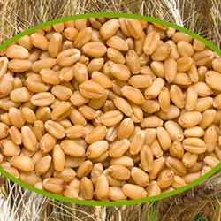 Lúa Mì dinh dưỡng cho hamster