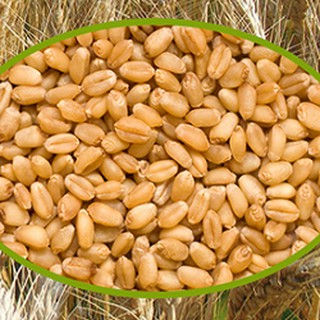 Lúa Mì dinh dưỡng cho hamster (1 bịch 50g)