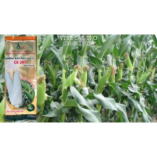 Hạt Giống Bắp Nếp Lai F1 CX 247 New super - Dẻo thơm từng hạt kháng bệnh tốt