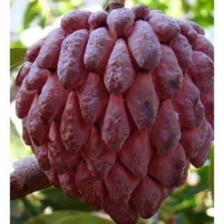 Giống Cây Na Tím (CHUẨN GIỐNG CÂY TRỒNG)