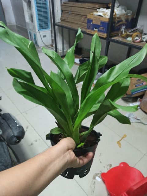 Hoa lan vũ nữ hoàng hậu xanh - sắp hoa