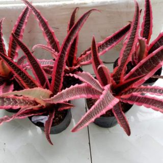 Dứa hồng