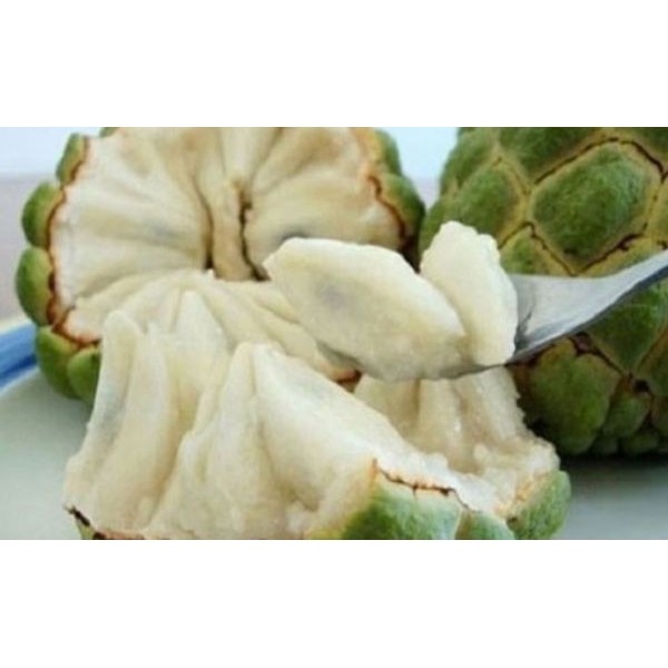 Cây giống na không hạt