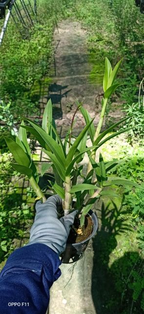 Denro mini Yaya mặt cười