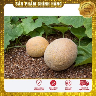 Hạt Giống Dưa Lưới Vàng(10 hạt)