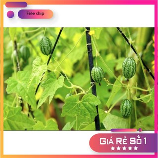 HẠT GIỐNG DƯA HẤU MINI - 10 hạt LUCKY.VN