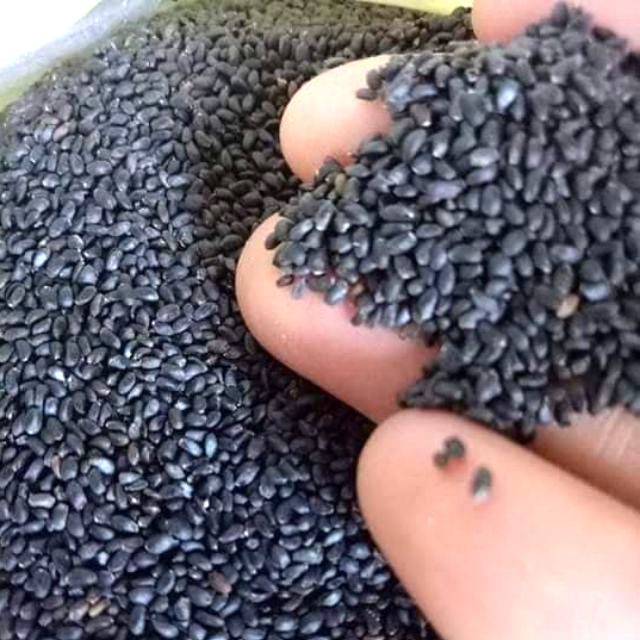 Hạt é sạch loại 1 { 1kg }