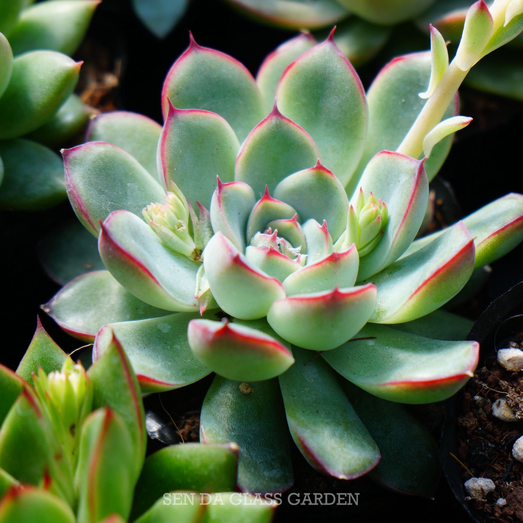 Sen Đá Viền Hồng GLASS GARDEN chậu size nhỏ 6cm, sen đá Đà Lạt, Lỗi 1 đổi 1