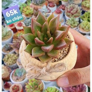 sen đá đế vương