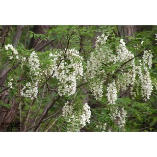 ÂY GIỐNG CÂY HOA HÒE (HÒE HOA),CAM KẾT GIỐNG CHUẨN F1 - CGCHHHH