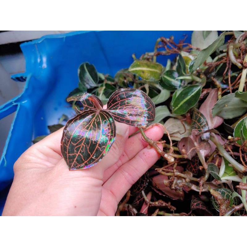 LAN KIM TUYẾN HÀNG TRỒNG 100GR