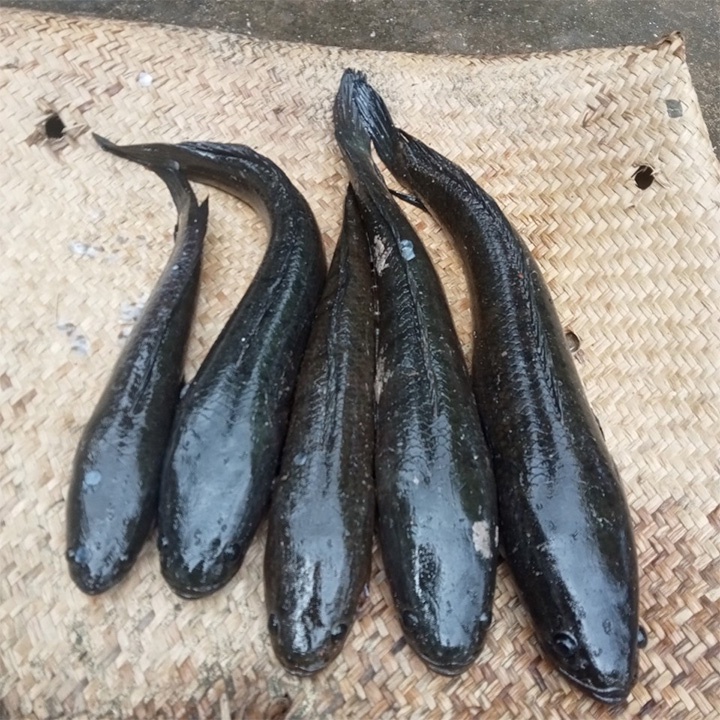 1 bộ Câu Giăng Cá Lóc, Trê, Rô, Phi gồm 100 lưỡi câu dài 110m