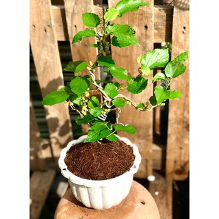 Chậu cây dâu tằm Bonsai mini