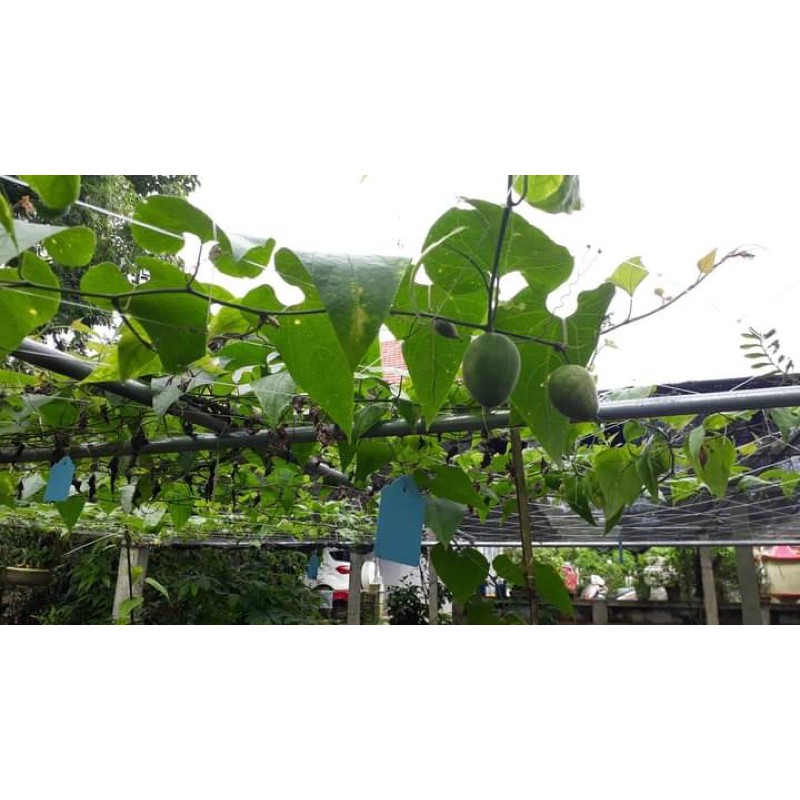Hạt giống la hán quả